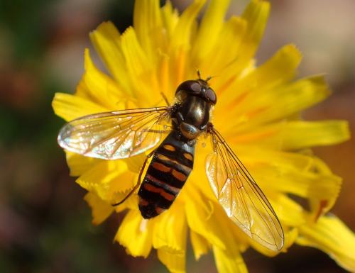 Réf. 327 803 : Episyrphus balteatus